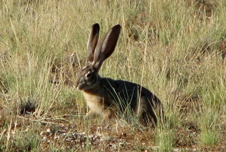 Black Tail Jack Rabbit