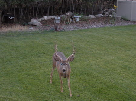 Daily Visitors to the backyard