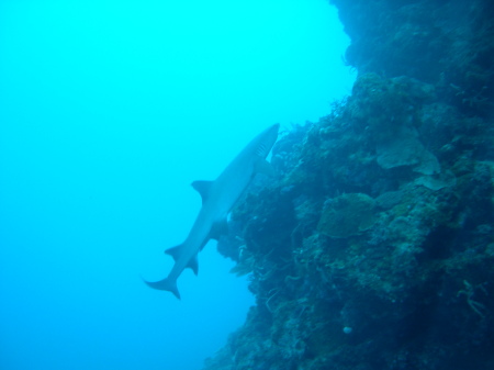 White tip reef shark in Fiji