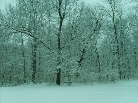 Back yard Dec. 2010