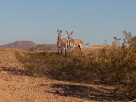 camp visitors