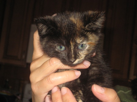New kitten: Cameron