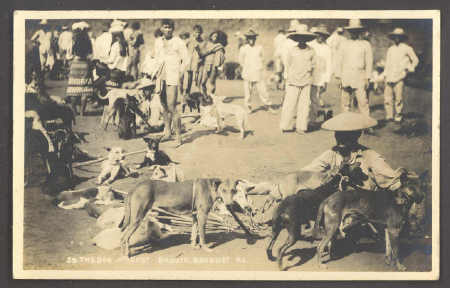 Dog Market