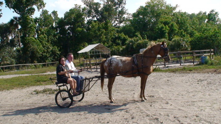 cassie our blanketed appaloosa driving friends