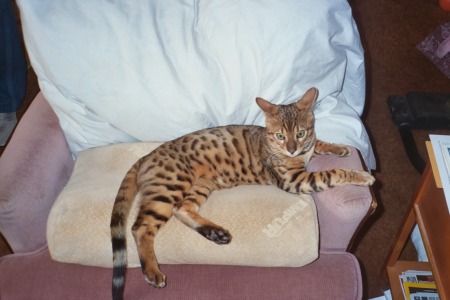 Jabari- My Bengal Boy Cat