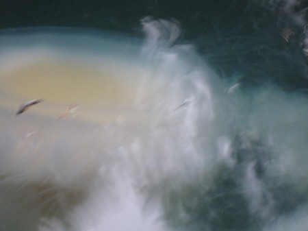 2009 Super Sized Jellyfish