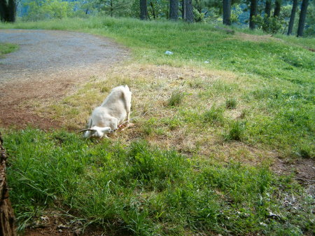 star our new barnyard clown