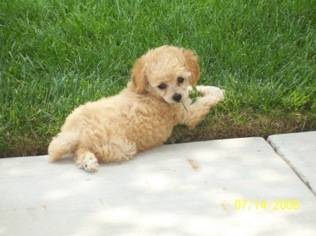 My Mom and Dad's new puppy