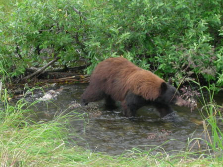 bear in Alaska