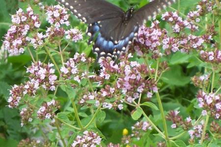 Black Swallowtail Butterfly