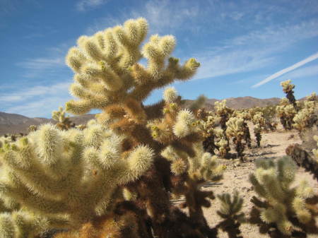 joshua tree