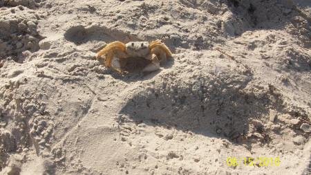 Beach Buddy