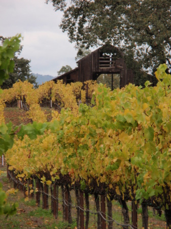 Isabel Hormel's album, harvest time in Sonoma Cty