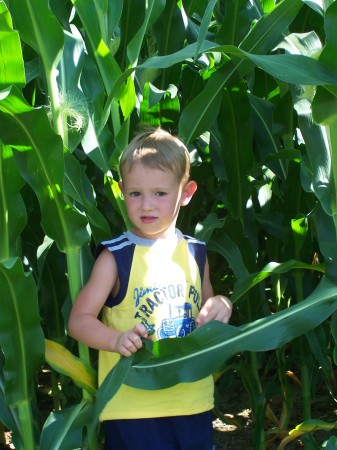 Samuel in the corn 7/08