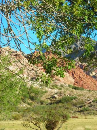 Red Rock Canyon - my favorite picture!