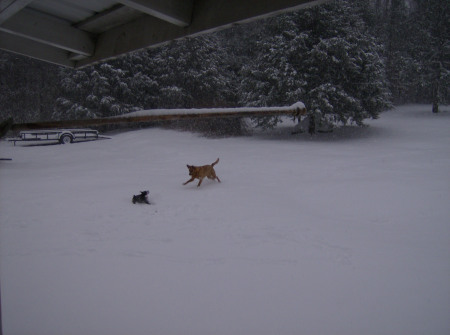 Sadie and Gus in the snow