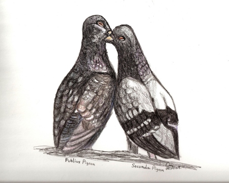 Publius and Secunda Pigeon