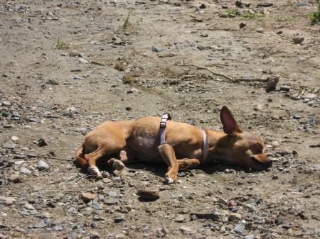 Sissy tanning