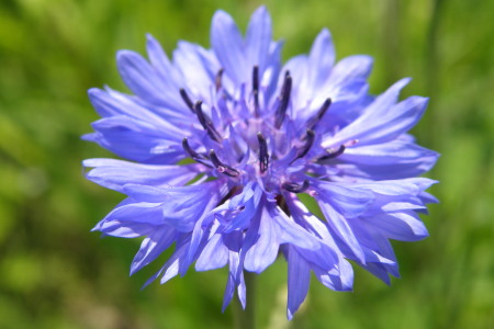 Wild Blue Flower