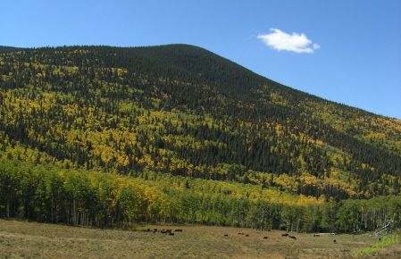 Colorado Fall Colors Along Cuchara Pass