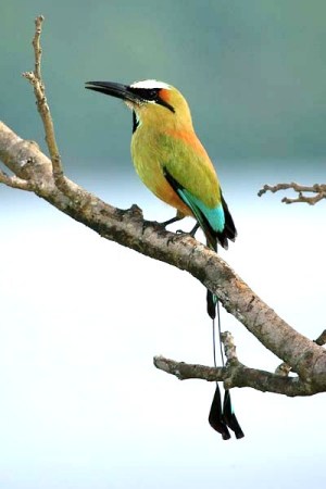 Costa Rica Wildlife