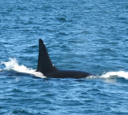 Linda Scholl's album, Orcas