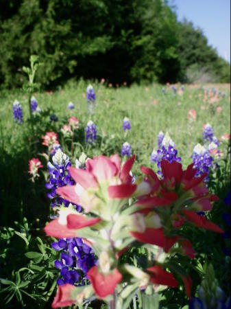 Belinda Williams' album, Summer 2010