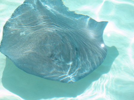 swimming with the stingrays 