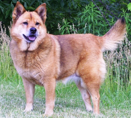 Chilly, our Shiba Inu/Chow at the Bark Park