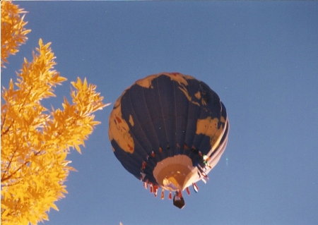 Balloon and Aspen Tree