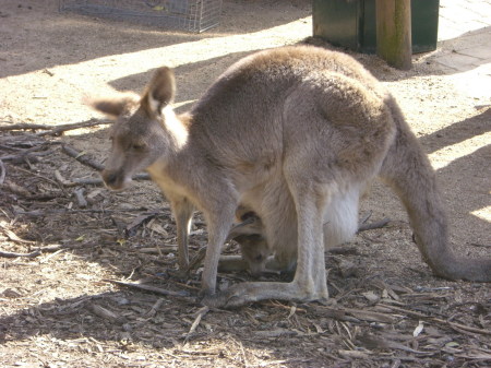 Kangaroo and Joey