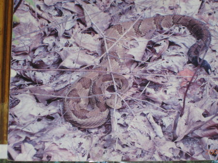 Timberrattle snake  YUCKY!!! in Pa.