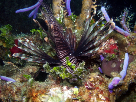 Lionfish