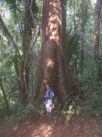 Butress Roots in Belize