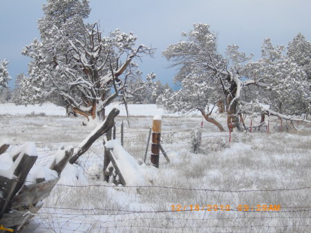 junipers in the snow Redmond Oregon