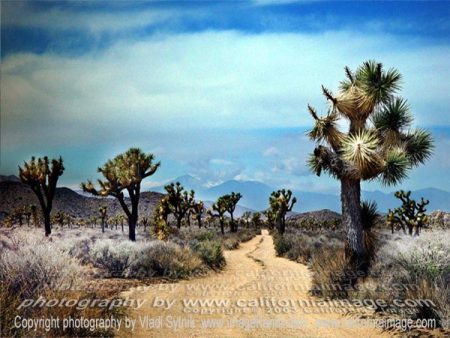 Joshua Tree Natl Park