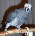 Timneh African Grey