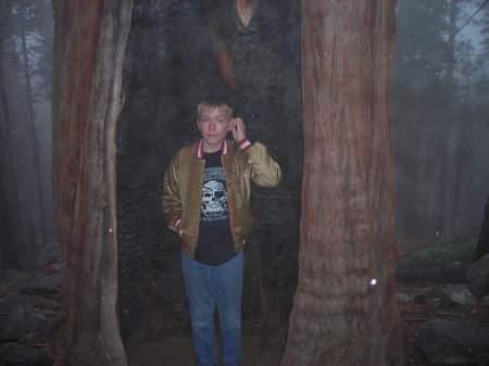 My younger son in a giant redwood tree!