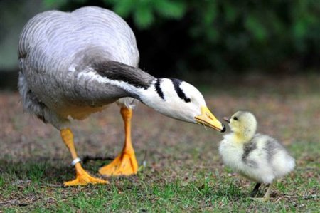 goose mama and baby