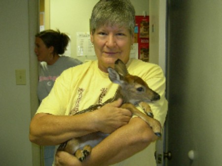 Sonia with injured baby deer