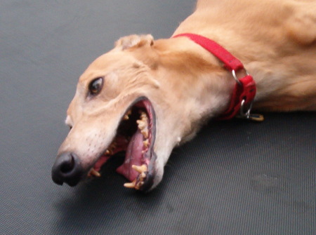 My greyhound, Smoosh