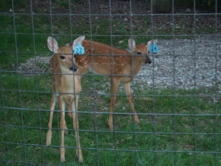 Cricket and Junebug, my pet Whitetail Deer