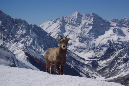 Friend of mine-top of Highland Bowl, Aspen