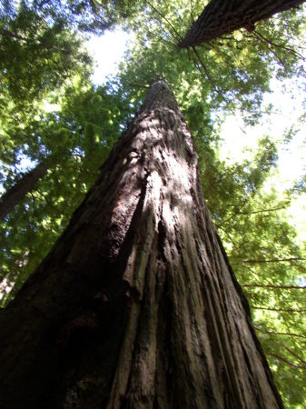 Redwoods :-)