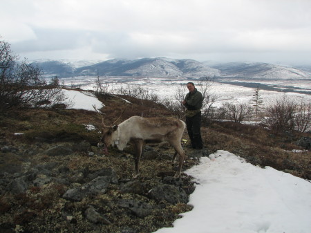 Wolf Mountain Caribou