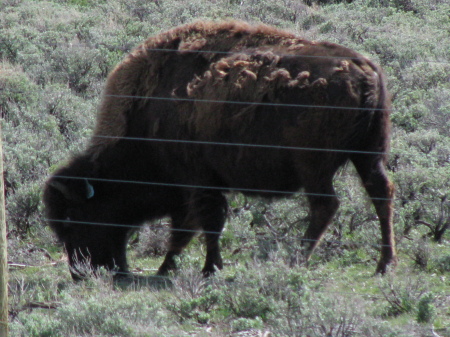 wyoming buffalo