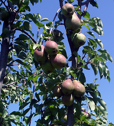 Patton Pears Before Harvest