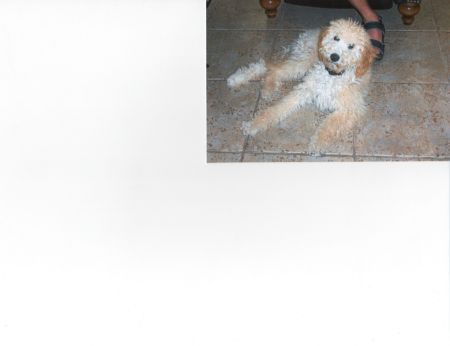our goldendoodle at 5mos and growing