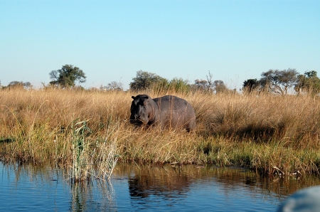 Hippo on the Riverbank in Namibia