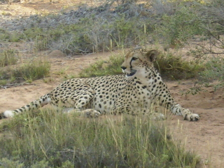 Cheetah refuge